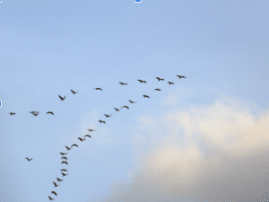 Oiseaux formant un "V"